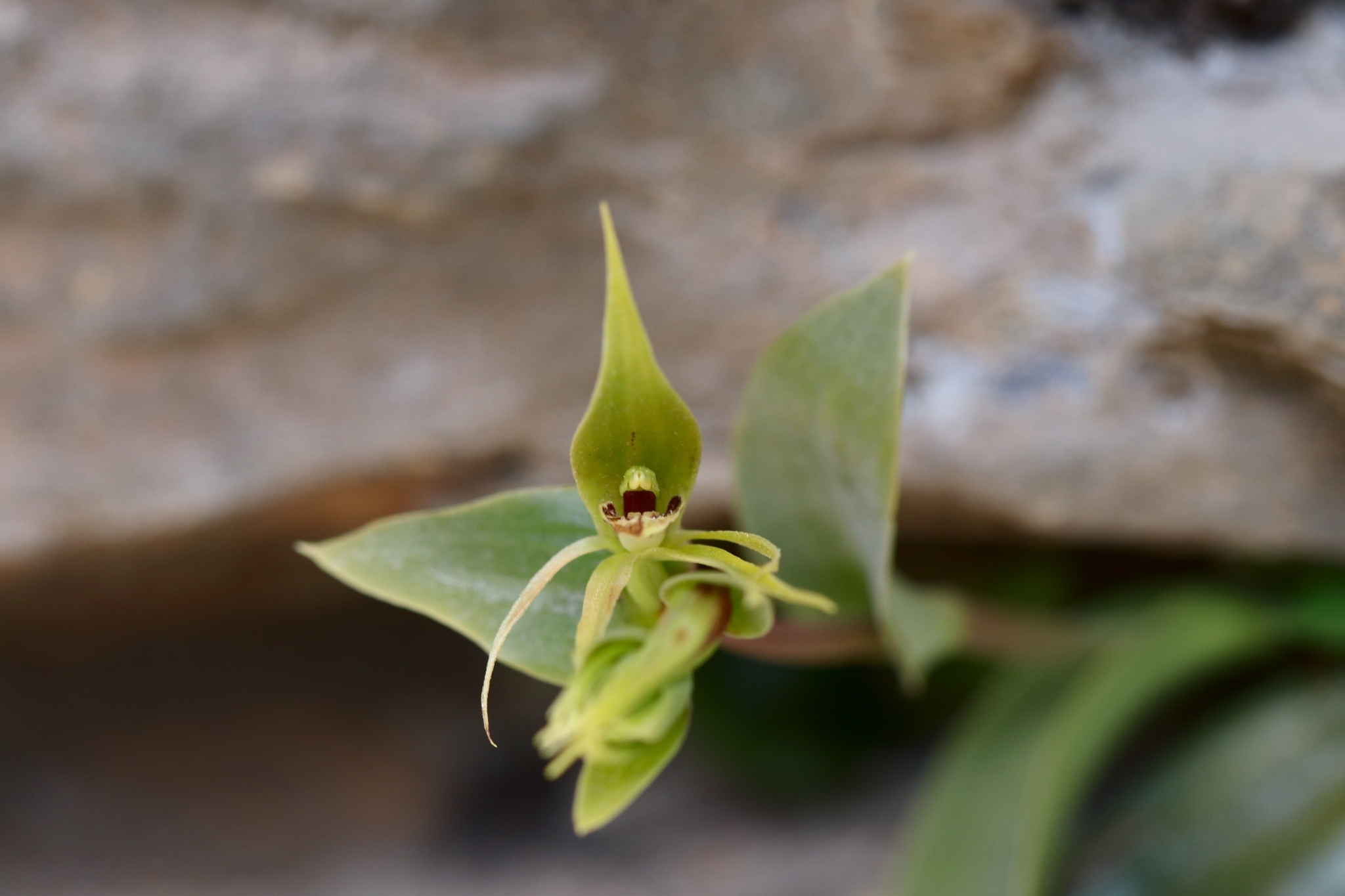 Rimacola