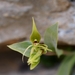 Green Rock Orchid - Photo (c) Jeff Harbrow, some rights reserved (CC BY), uploaded by Jeff Harbrow