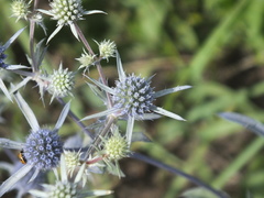 Eryngium planum