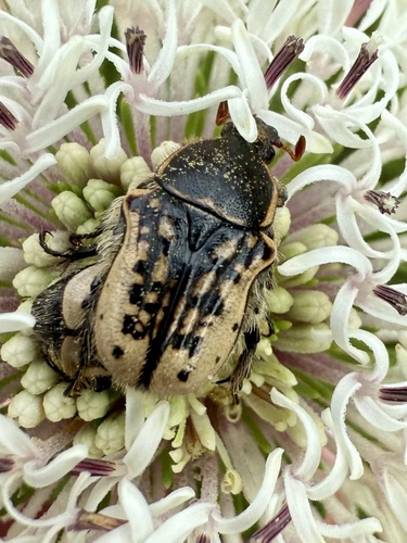 Kern's Flower Scarab photo 6
