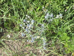 Eryngium planum