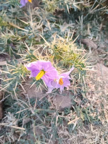 Surattense Nightshade
