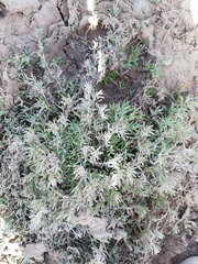 Angiospermae