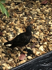 Sturnus vulgaris
