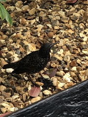 Sturnus vulgaris