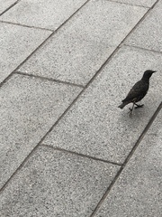 Sturnus vulgaris