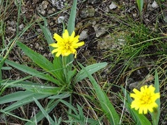 Takhtajaniantha austriaca
