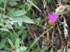 Psephellus sibiricus