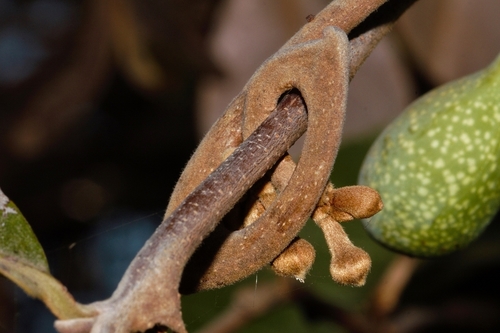 Artabotrys brachypetalus image