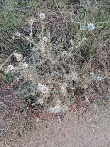 Indian Globe Thistle