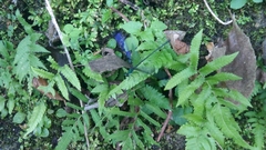 Psolodesmus mandarinus dorothea