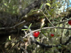 Coprosma decurva