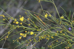 Acacia extensa