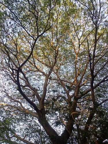 Enterolobium cyclocarpum