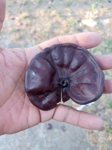 Enterolobium cyclocarpum