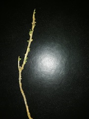 Magnoliopsida