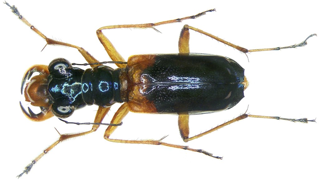 Therates basalis