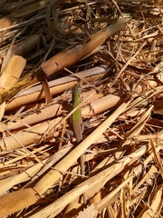 Podarcis siculus siculus