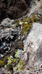 Cardamine dactyloides