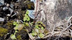 Cardamine dactyloides