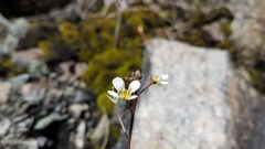 Cardamine dactyloides
