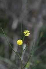 Acacia extensa