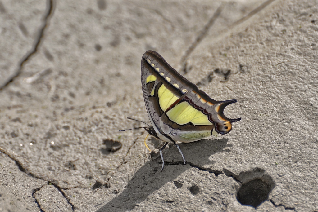 Polyura posidonius