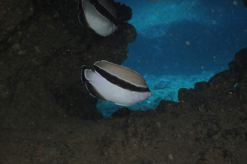 Apolemichthys, 2025-04-25