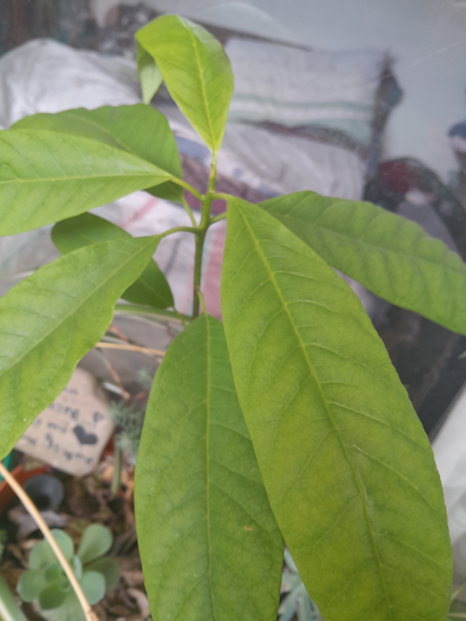 Cephalotes palta