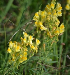 Linaria