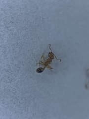 Monomorium pharaonis