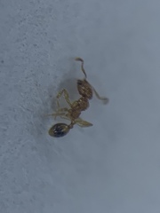 Monomorium pharaonis