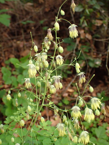 Image of Thalictrum fendleri by (c) George Williams, some rights reserved (CC BY)