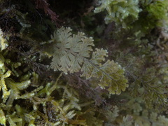 Hymenophyllum frankliniae