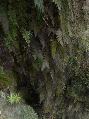 Hymenophyllum frankliniae