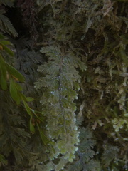 Hymenophyllum frankliniae