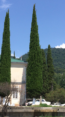 Cupressus sempervirens