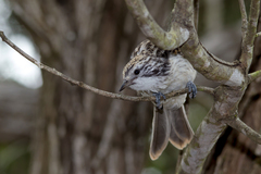 Plectorhyncha lanceolata