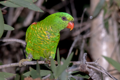 Scaly-Breasted Lorikeet photo 5