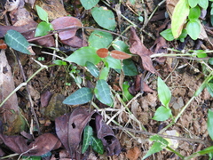 Trachelospermum