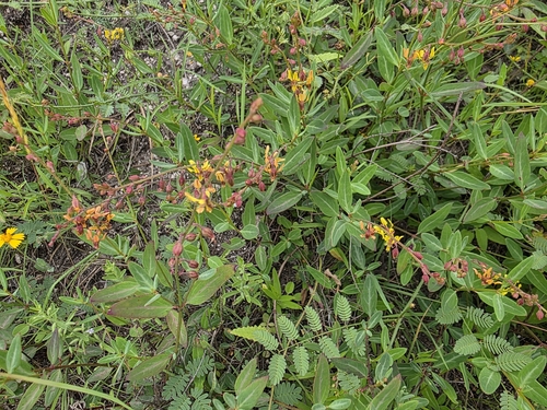 Image of Narrowleaf Goldshower (Galphimia angustifolia) by (c) Cleveland Powell, some rights reserved (CC BY)