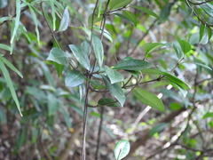 Trachelospermum