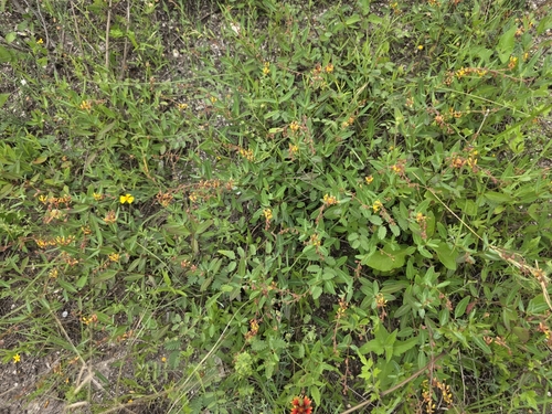 Image of Narrowleaf Goldshower (Galphimia angustifolia) by (c) Cleveland Powell, some rights reserved (CC BY)