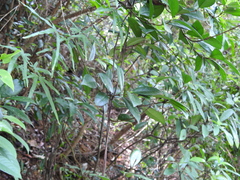 Trachelospermum