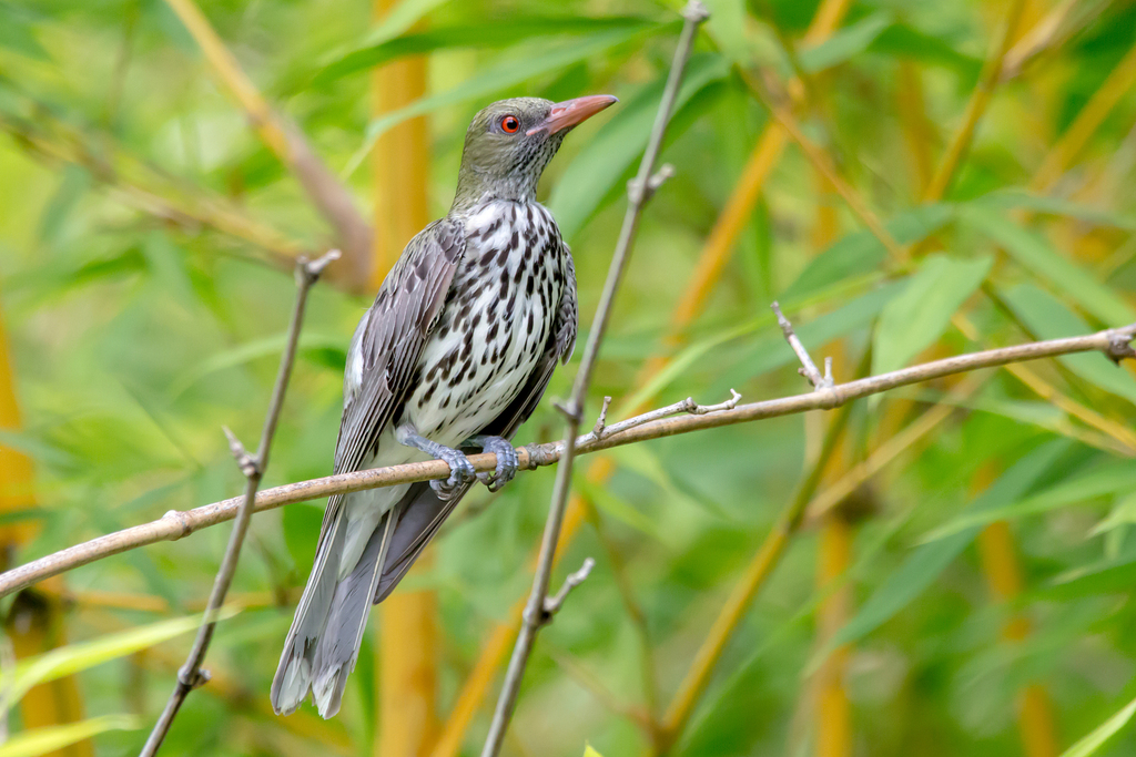 Eurasian Golden Oriole