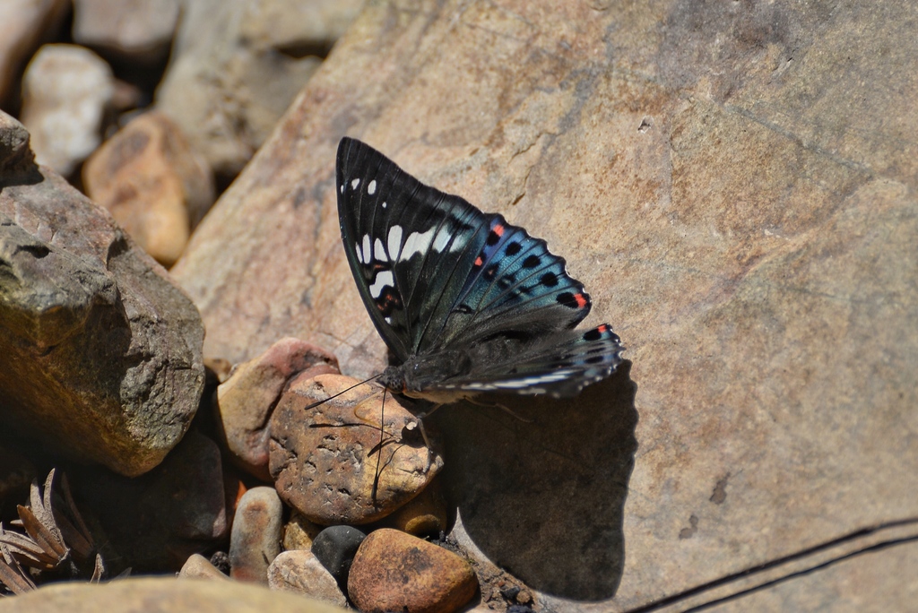 Euthalia apex