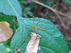 Peucetia madagascariensis