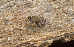 Papuaneon eungella