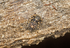 Papuaneon eungella