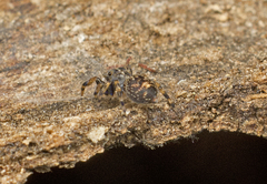 Papuaneon eungella